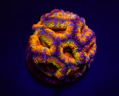 Acanthastrea lordhowensis (Ultra) (frag)