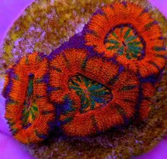 Acanthastrea lordhowensis (Ultra) (frag)