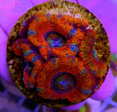 Acanthastrea lordhowensis (Ultra) (frag)