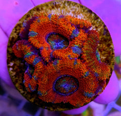 Acanthastrea lordhowensis (Ultra) (frag)