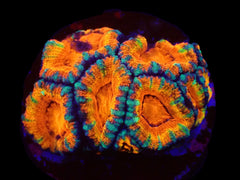 Micromussa spp. (Ultra) (frag)