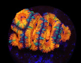 Micromussa spp. (Ultra) (frag)