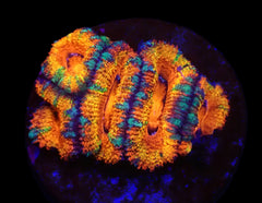 Micromussa spp. (Ultra) (frag)