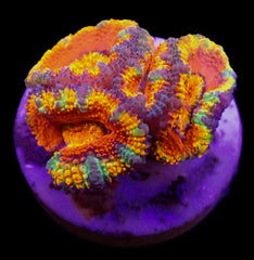 Micromussa spp. (Ultra) (frag)