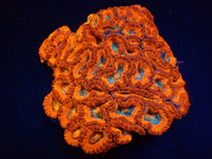 Acanthastrea lordhowensis (Premium)