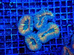 Acanthastrea pachysepta (Splitcolor)