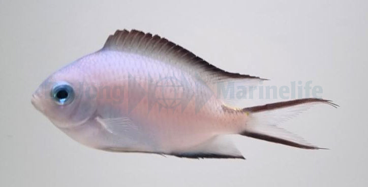 Acanthochromis polyacanthus - T.B.