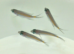 Acanthochromis polyacanthus