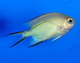 Acanthochromis polyacanthus