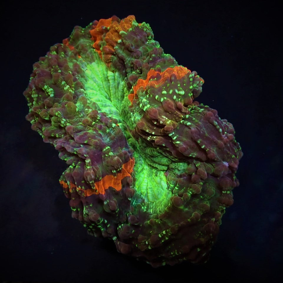 Acanthophyllia deshayesiana (Bleeding Apple)