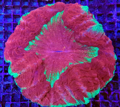 Acanthophyllia deshayesiana (Master Grade)