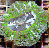 Acanthophyllia deshayesiana (Green) (Ultra)