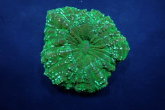 Acanthophyllia deshayesiana (Green) (Ultra)