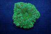 Acanthophyllia deshayesiana (Green) (Ultra)