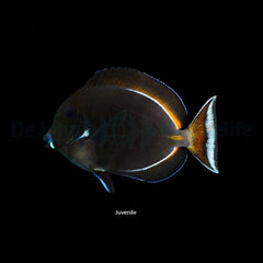 Acanthurus achilles