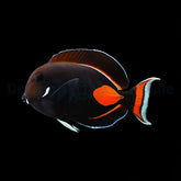 Acanthurus achilles