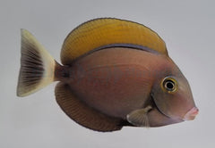 Acanthurus bariene