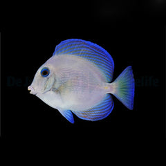 Acanthurus coeruleus