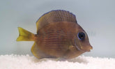 Acanthurus coeruleus