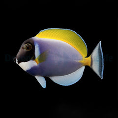 Acanthurus leucosternon