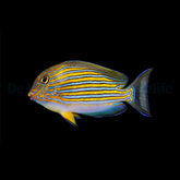 Acanthurus lineatus