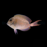 Acanthurus nigrofuscus