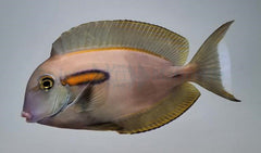 Acanthurus olivaceus
