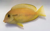 Acanthurus olivaceus