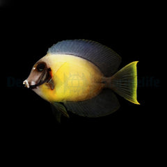 Acanthurus pyroferus