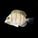 Acanthurus triostegus