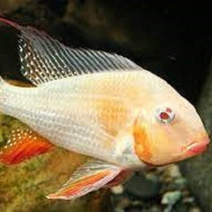 Acarichthys heckelii albino 6-7 cm