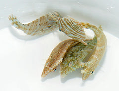 Acreichthys radiatus