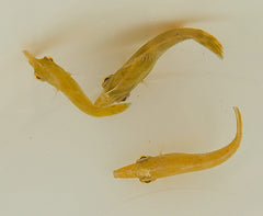 Acreichthys tomentosus