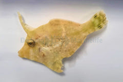 Acreichthys tomentosus