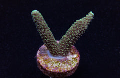 Acropora abrolhosensis (frag)