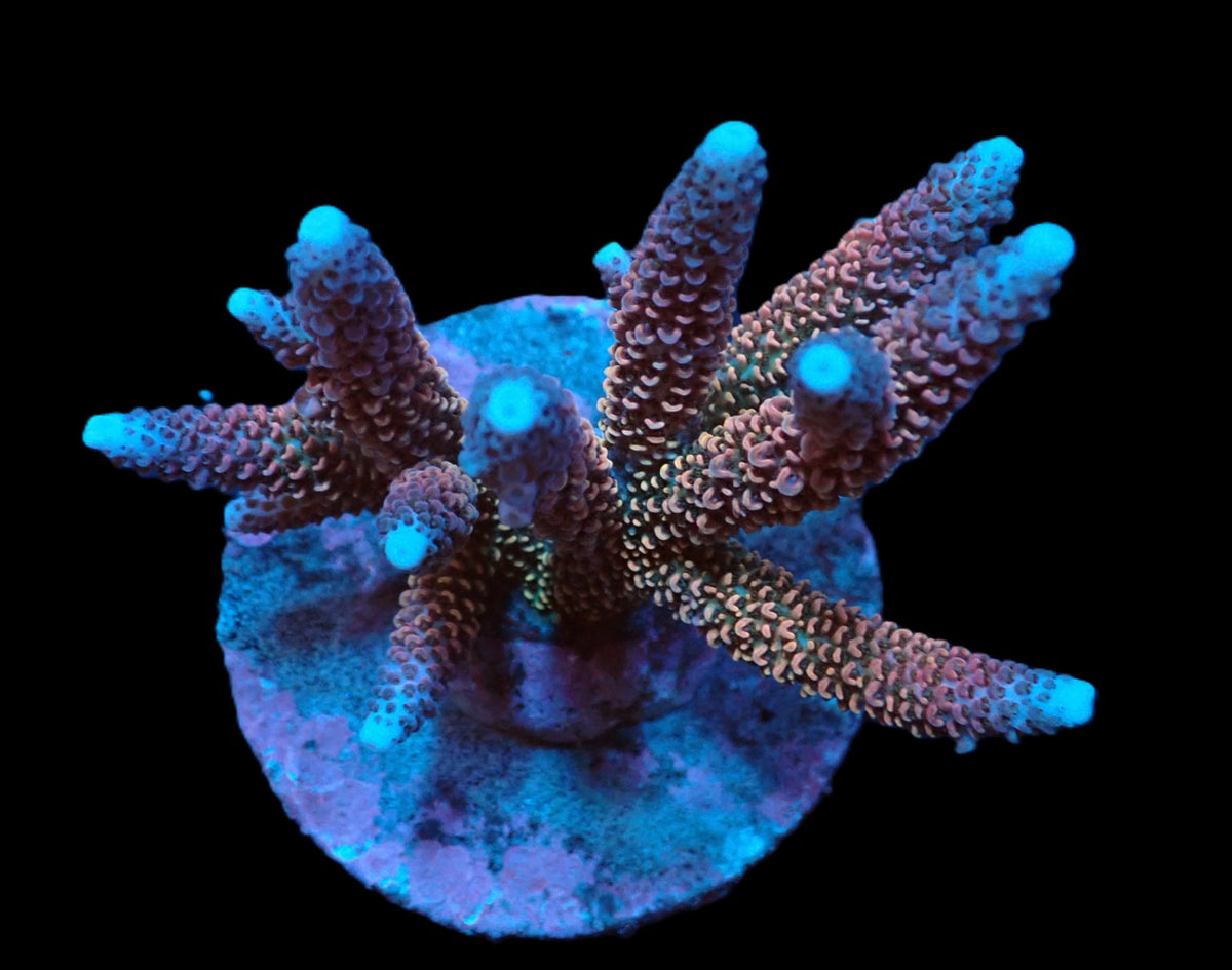 Acropora abrolhosensis (Ultra) (L) f 233