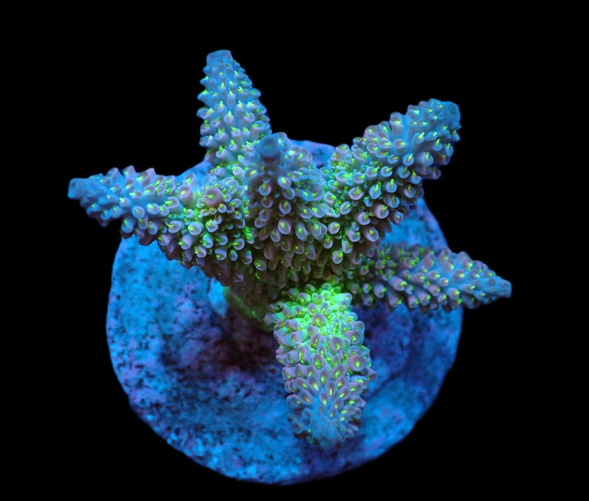 Acropora abrotanoides (Special Selected) (M) f 149