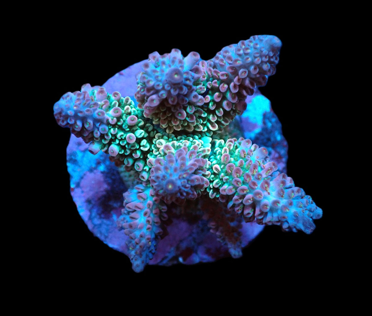 Acropora abrotanoides (Special Selected) (M) f 150