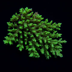 Acropora aculeus
