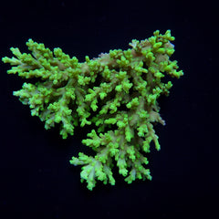 Acropora aculeus