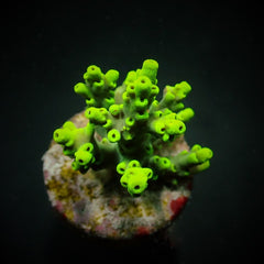 Acropora aculeus