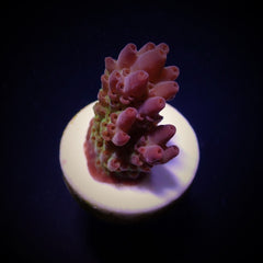 Acropora anthocercis (frag)