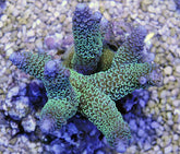 Acropora aspera