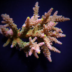 Acropora austera