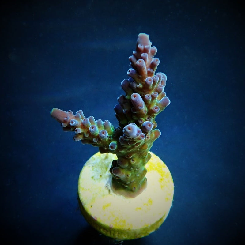 Acropora austera (frag)