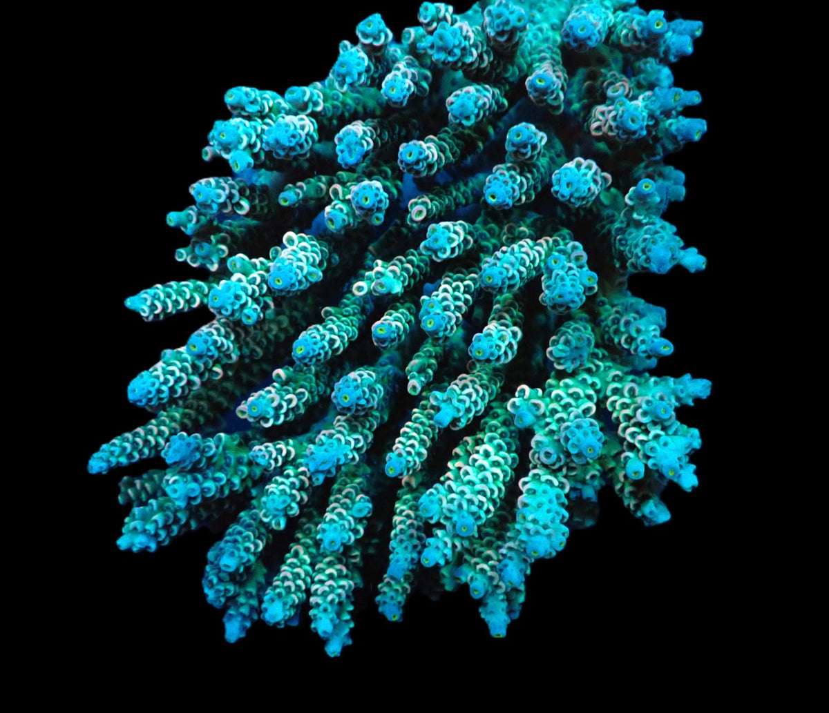 Acropora bifaria (Grade A) (XXL) f 266