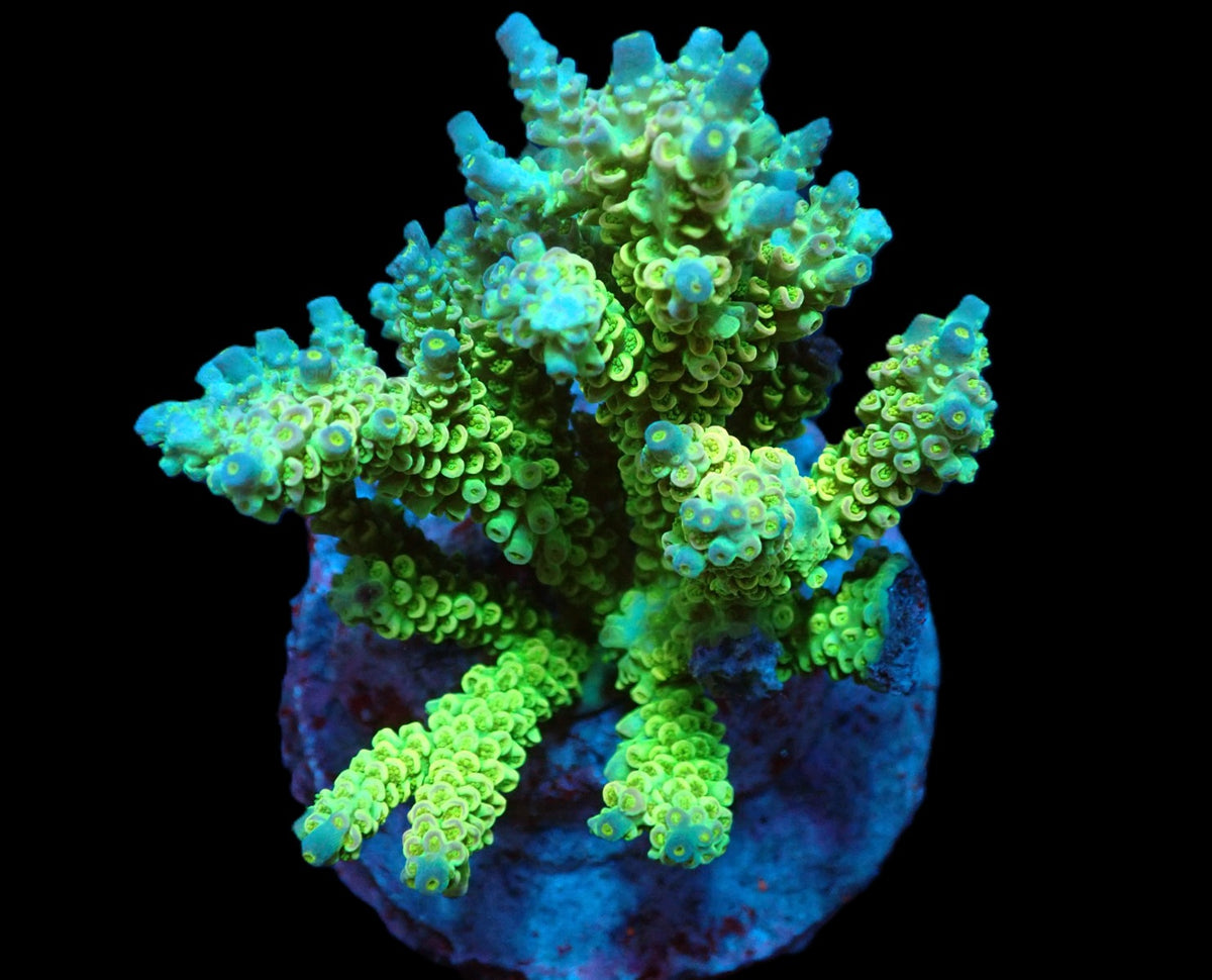 Acropora bifaria (Yellow-Green) (L) f 110