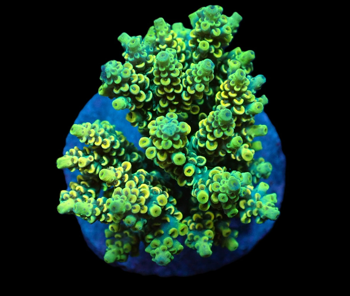 Acropora bifaria (Yellow-Green) (M) f 209