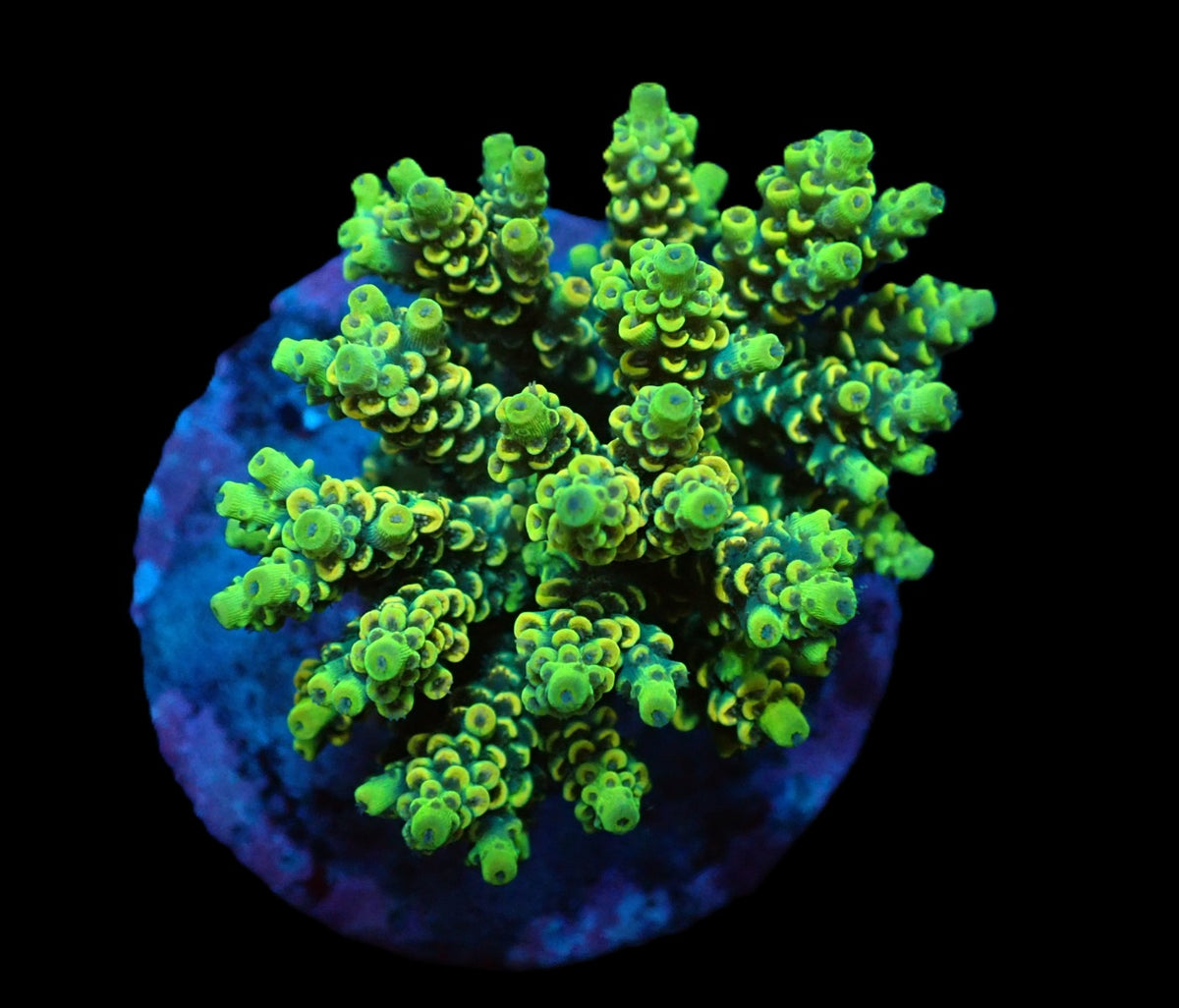 Acropora bifaria (Yellow-Green) (M) f 227