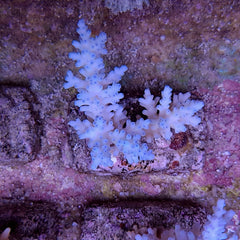 Acropora carduus